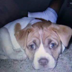 Meet your Posher, Drew